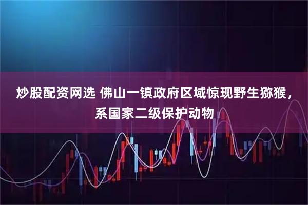 炒股配资网选 佛山一镇政府区域惊现野生猕猴，系国家二级保护动物