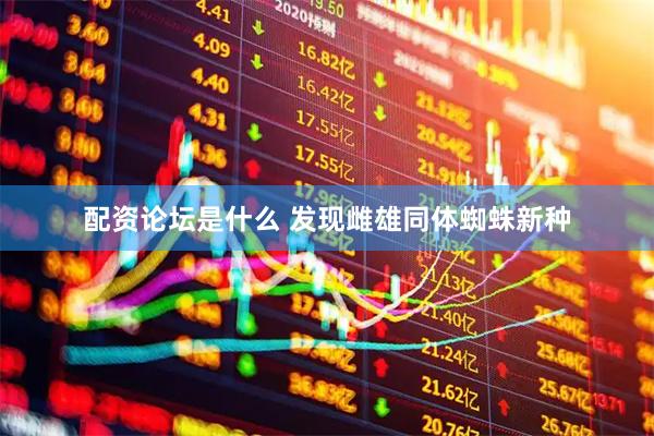配资论坛是什么 发现雌雄同体蜘蛛新种