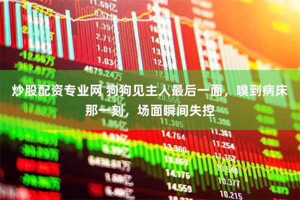 炒股配资专业网 狗狗见主人最后一面，嗅到病床那一刻，场面瞬间失控
